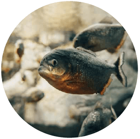 Are you the agile fish?